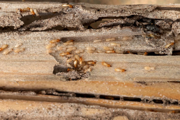 Best Wasp Removal Services  in Columbus, WI